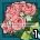 pinkrose.png