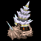 Sword Whelk